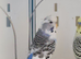 Various budgies for sale