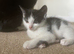 beautiful kitties looking for a forever home