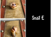 2 baby giant African land snails