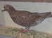 Reccessive red choc melueman 2026 rpra 3rd
