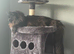 Maine Coon Cat for Sale - £600
