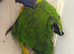 Hand-Reared Rainbow Lorikeet