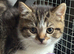 BSH x kittens