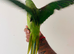 Hand reared alexandrine for sale