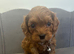Health Tested Cavapoo Pups