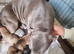 Beautiful staffy puppies