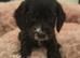 Working Cocker Spaniel Puppies Ready for Homes