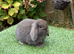 Pure bred mini lops .