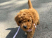 red toy poodle