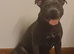 Blue staffy female.