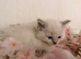 Beautiful Ragdoll kittens