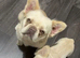 Fluffy French Bulldog