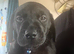 Black Labrador retriever bitch