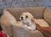 ORIGINAL Bichon Male 8Weeks parents available to see