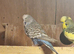 Female budgies for sale