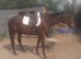 !15.3HH EXCELLANT HACK 12YRS!
