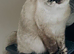 Beautiful Female BSH