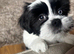 Beautiful Female Lhasa Apso Looking for a Loving New Home