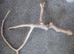 TWO TREATED SMOOTH BARK FREE BRANCHES WITH SECURE WINGNUT FIXTURE PERFECT FOR REPTILES/BIRDS