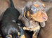 Dashound puppies