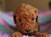 Licenced breeder! 2 tiny toy deep red cavapoo girls