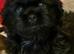 Lhasa apso/shih tzu