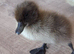 Indian runner cross cayuga ducklings