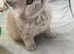 BRITISH LONGHAIR - Full Pedigree/Registered