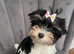Teacup Yorkshire terrier biewer 3 colours