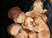 Cocker spaniel pups