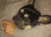 French Bulldog for sale