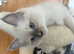 GCCF ragdoll 1 boy available