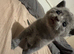 British shorthair kittens