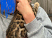 1 boy Bengal kitten
