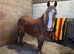 broodmare