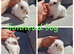 5 beautiful lionheads available for reserve