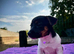 Stunning jack russel pups