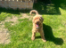 Gorgeous 4 year old Cavapoo girl