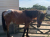 Blanket spot cob gelding