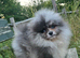 Blue merle outstanding pomeranian boy