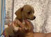 2 beautiful Chiweenies