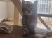 Mainecoon x bengal kittens