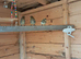 Baby Fife Canaries For Sale