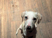 Dalmatian cross puppy looking for forever home