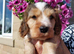 Show Type Cocker Spaniel Hereditary Clear - Ready Now