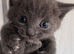 Gorgeous Kittens