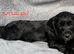 Gorgeous KC reg Cocker Spaniel pups (working type)