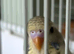 Budgies