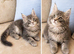 Exceptional TICA Registered Maine Coon Kittens