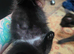 Premium Half‑Ragdoll Kittens &mdash; only 1 left